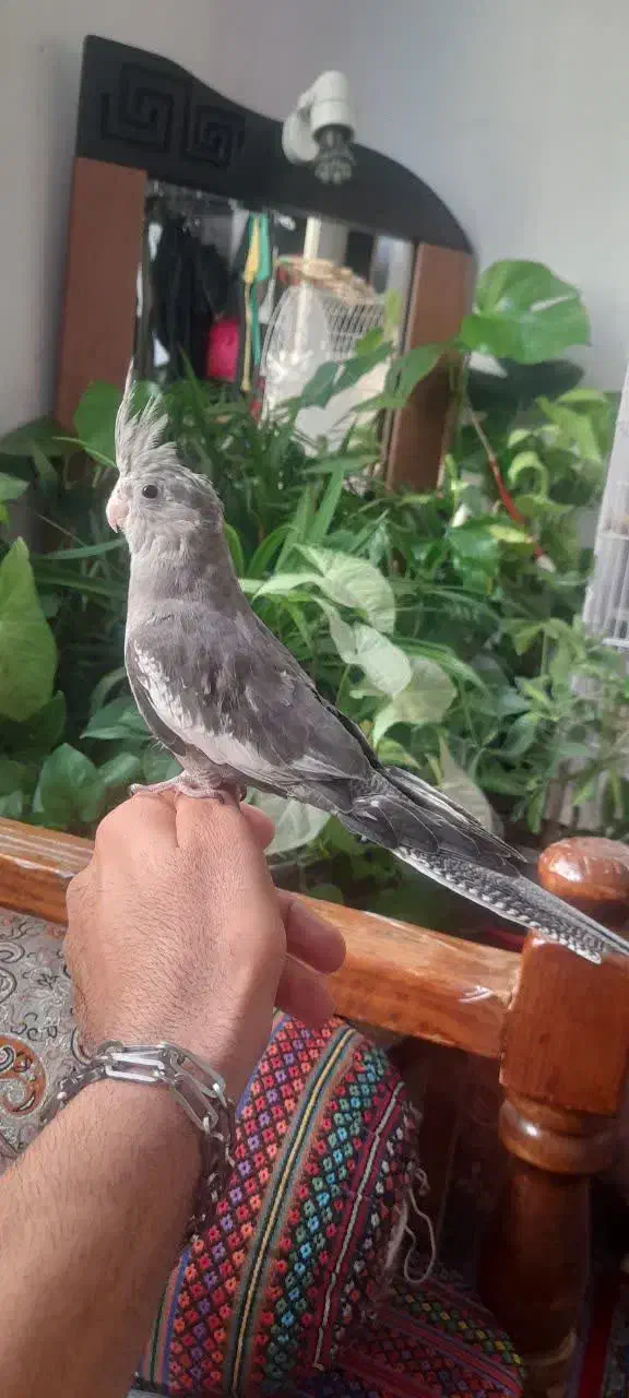 لروس هلندی وایت فیس نر|پرنده|تهران, اسفندیاری|دیوار