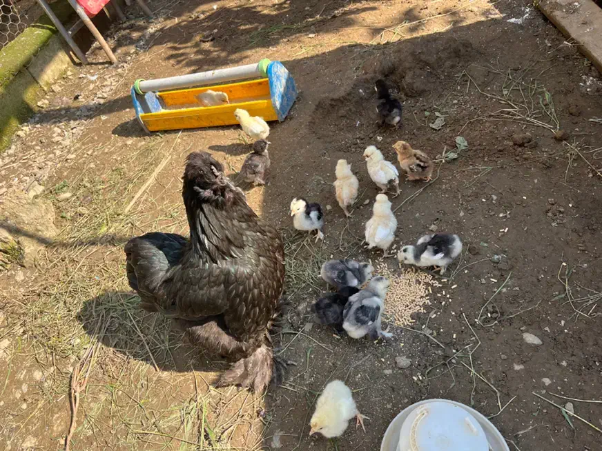 تخم مرغ گوشین تخم اردک مولد زینتی|حیوانات مزرعه|صومعهسرا, |دیوار