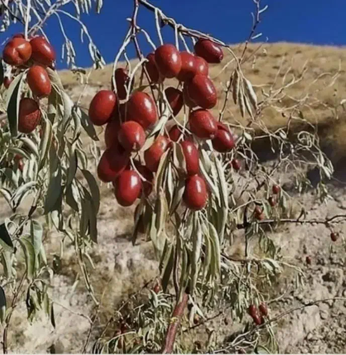 نهال سنجد حاج حسینی|خدمات باغبانی و درختکاری|تاکستان, |دیوار