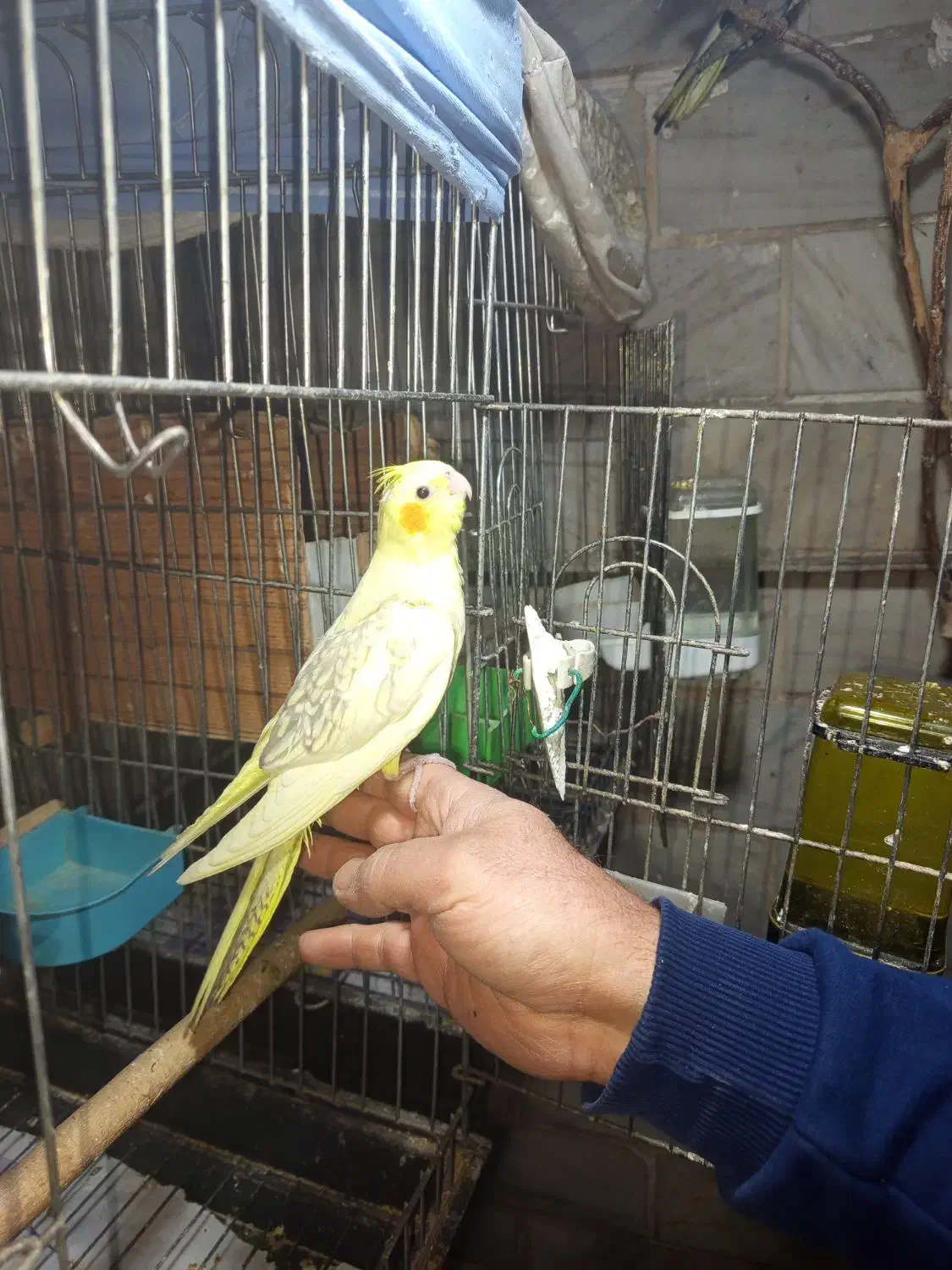 جوجه عروس هلندی|پرنده|تهران, شهرک رضویه|دیوار