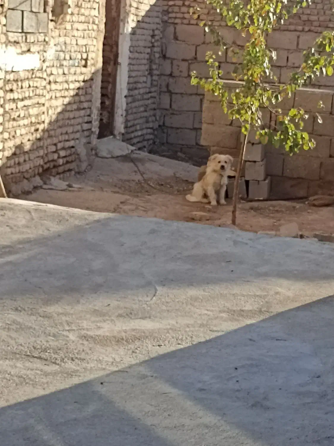 سگ خانگی 2ساله|سگ|میاندوآب, |دیوار