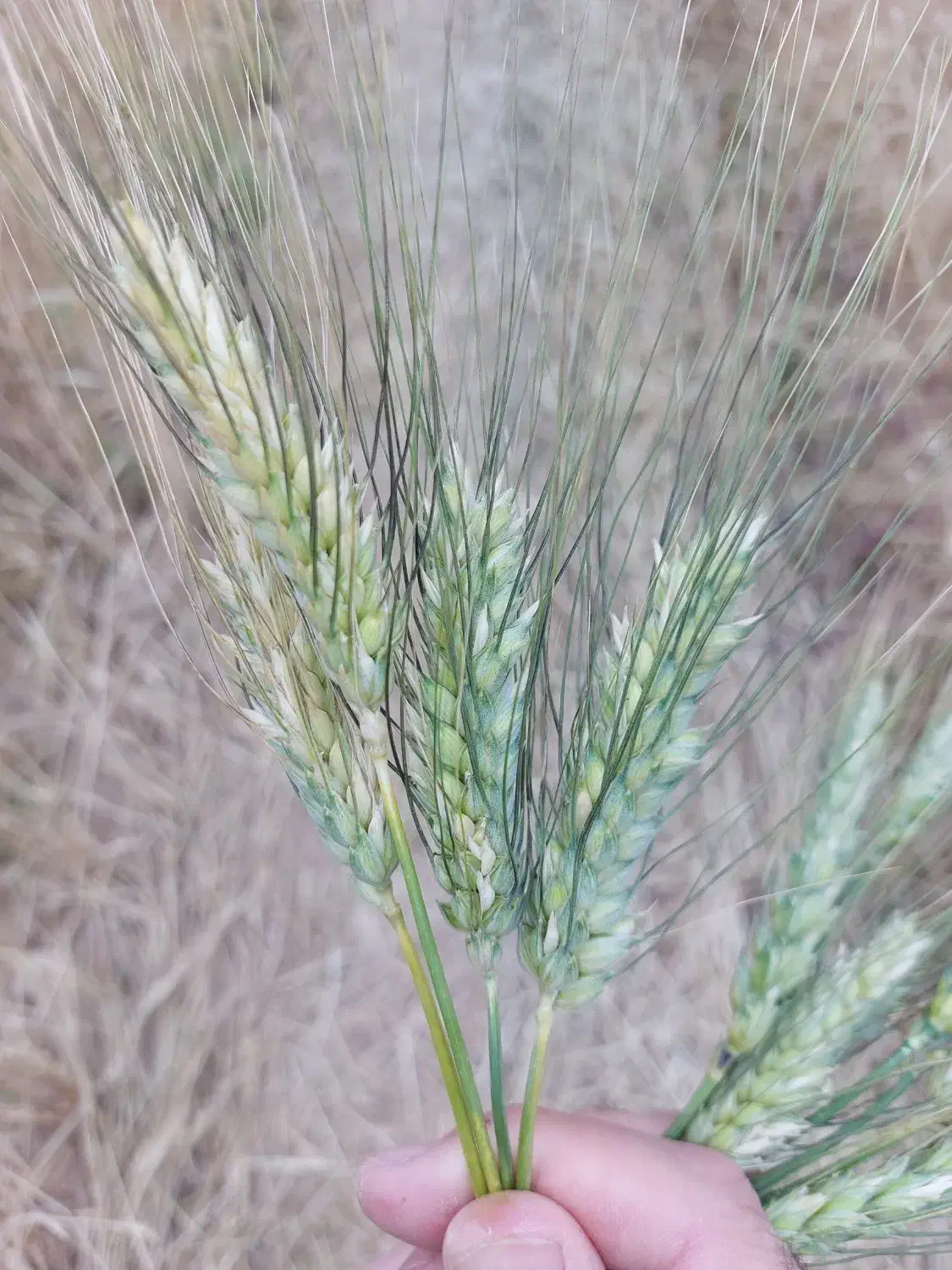 گندم ریژاو۵گونی بوجاری وضدعفونی شده|خدمات باغبانی و درختکاری|ایوان, |دیوار