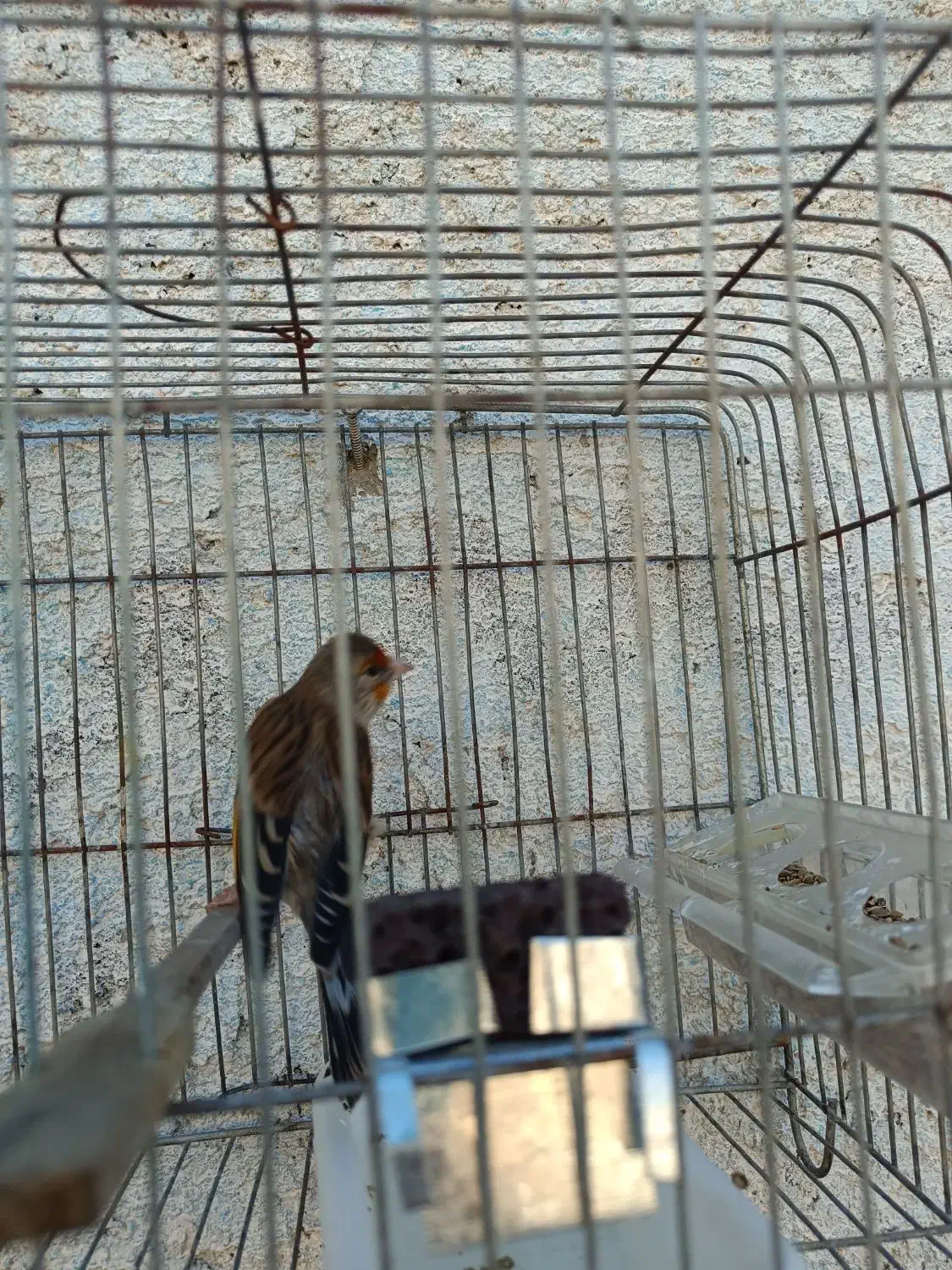 سهره قناری|پرنده|مرودشت, استادیوم‎|دیوار