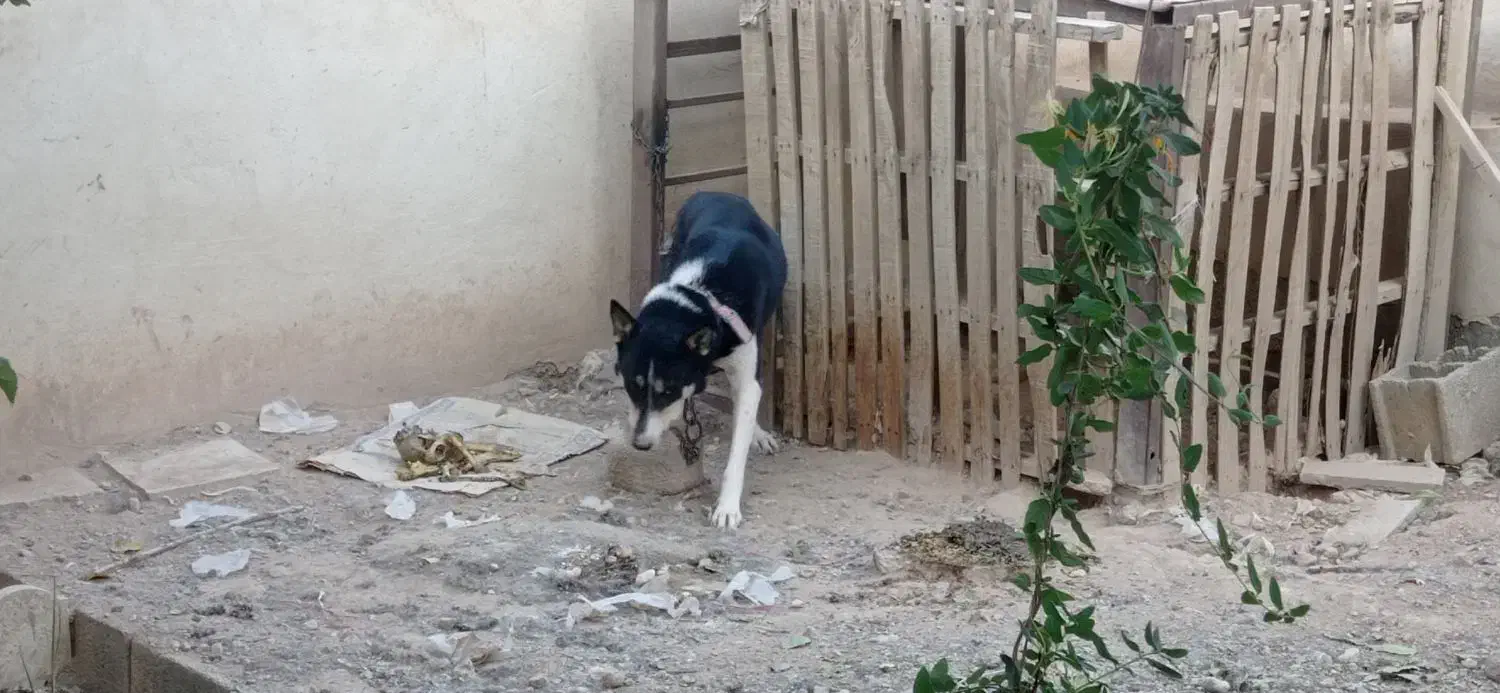 سگ ژرمن هاسکی نر و ماده|سگ|مبارکه, |دیوار