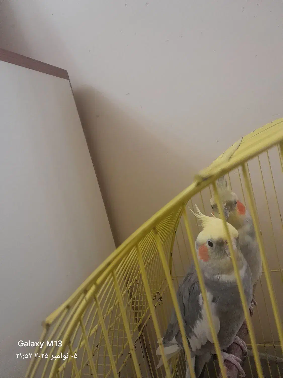 عروس هلندی|پرنده|تبریز, |دیوار