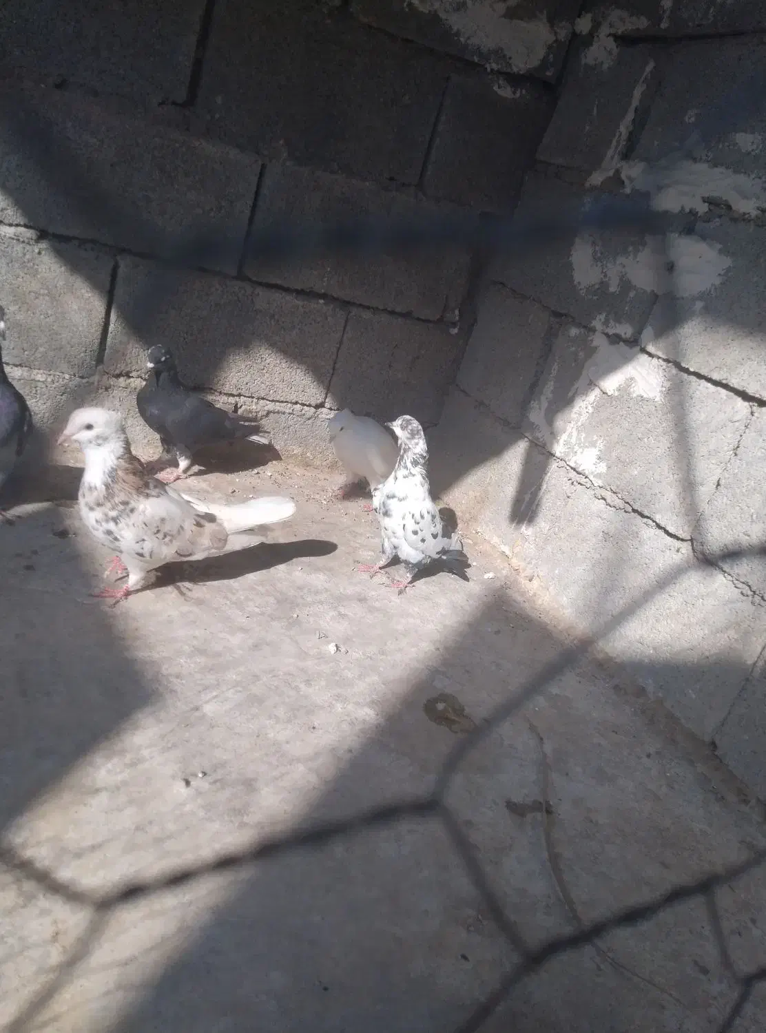 کبوتر|پرنده|برازجان, |دیوار