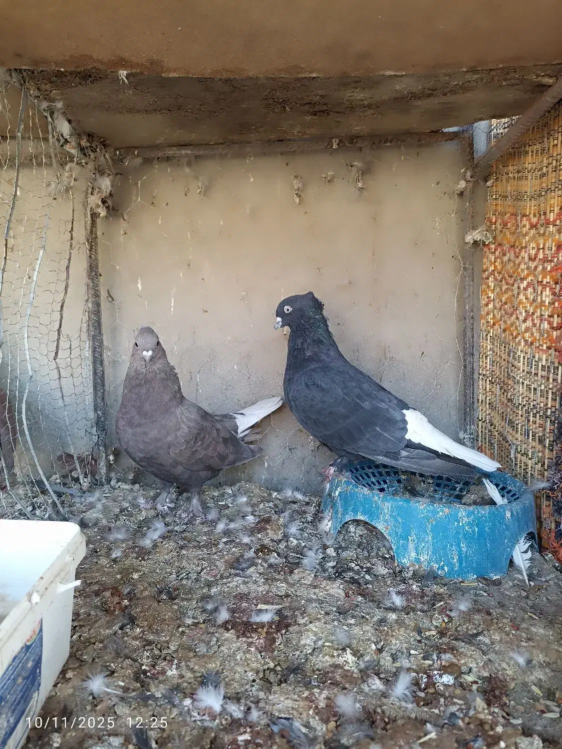 نرماده دم سفید کاکل|پرنده|زابل, |دیوار