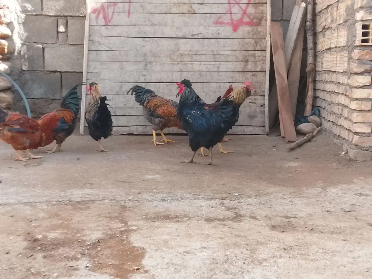 خروس|حیوانات مزرعه|نورآباد, |دیوار