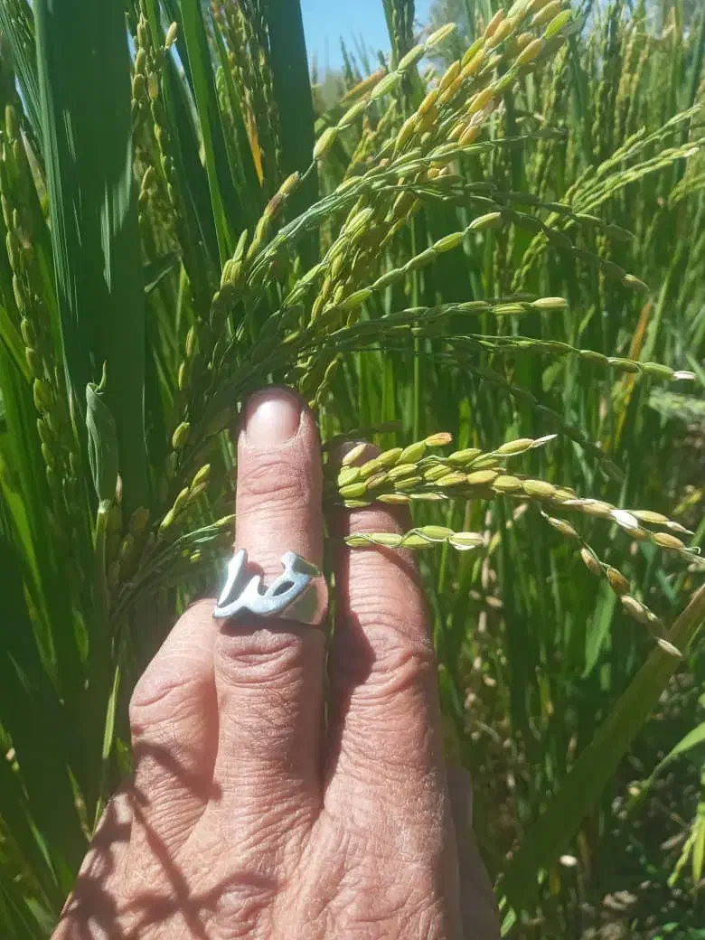 برنج چمپه چلتوک|خوردنی و آشامیدنی|خانمیرزا, |دیوار