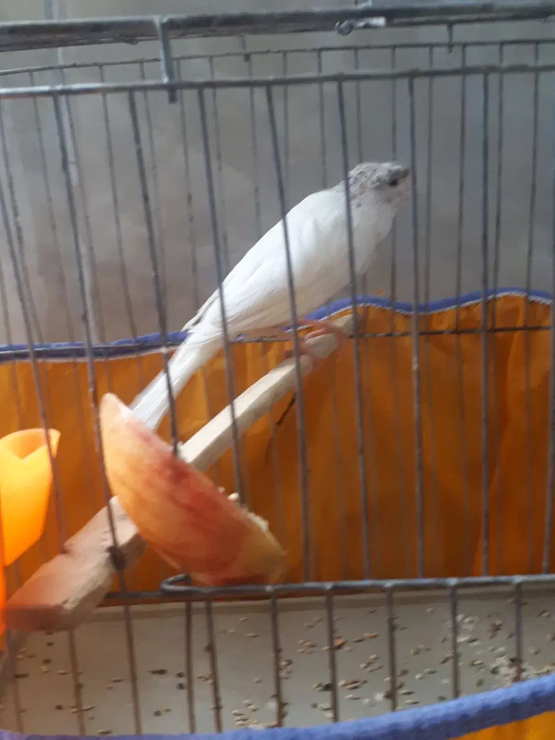 ماده قناری|پرنده|کرمان, |دیوار