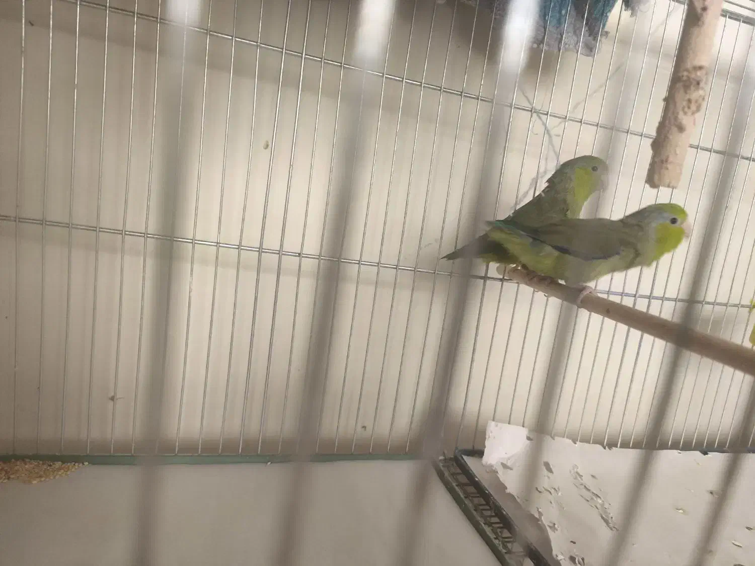 طوطی با نمک|پرنده|فردوسیه, |دیوار