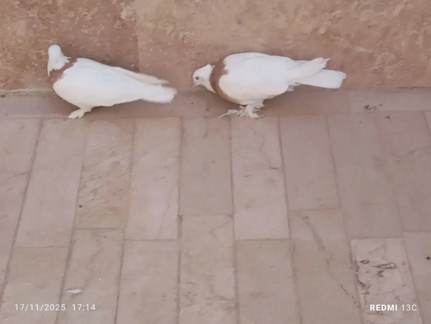 یک جفت کفتر طوقی|پرنده|قم, پردیسان|دیوار