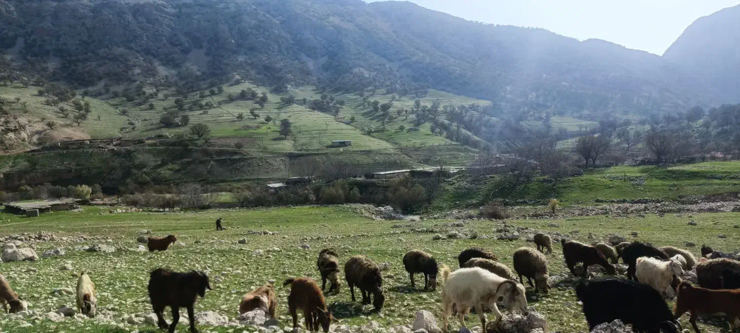 تعداد ۲۷ بز خوب به فروش میرسد|حیوانات مزرعه|یاسوج, |دیوار