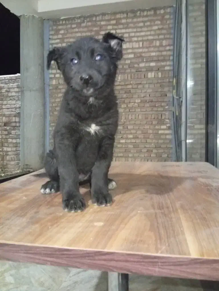 ژرمن میکس بلک و هاسکی|سگ|تهران, چیتگر جنوبی|دیوار