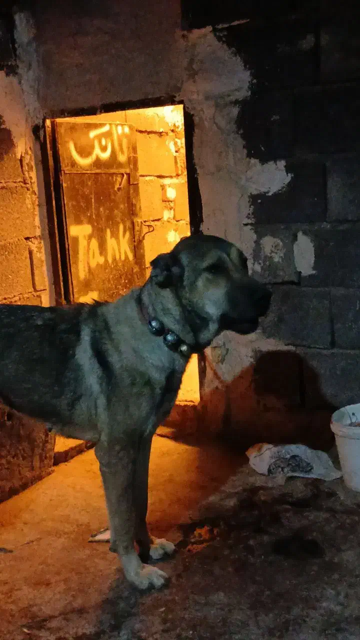 سرابی|سگ|اراک, |دیوار