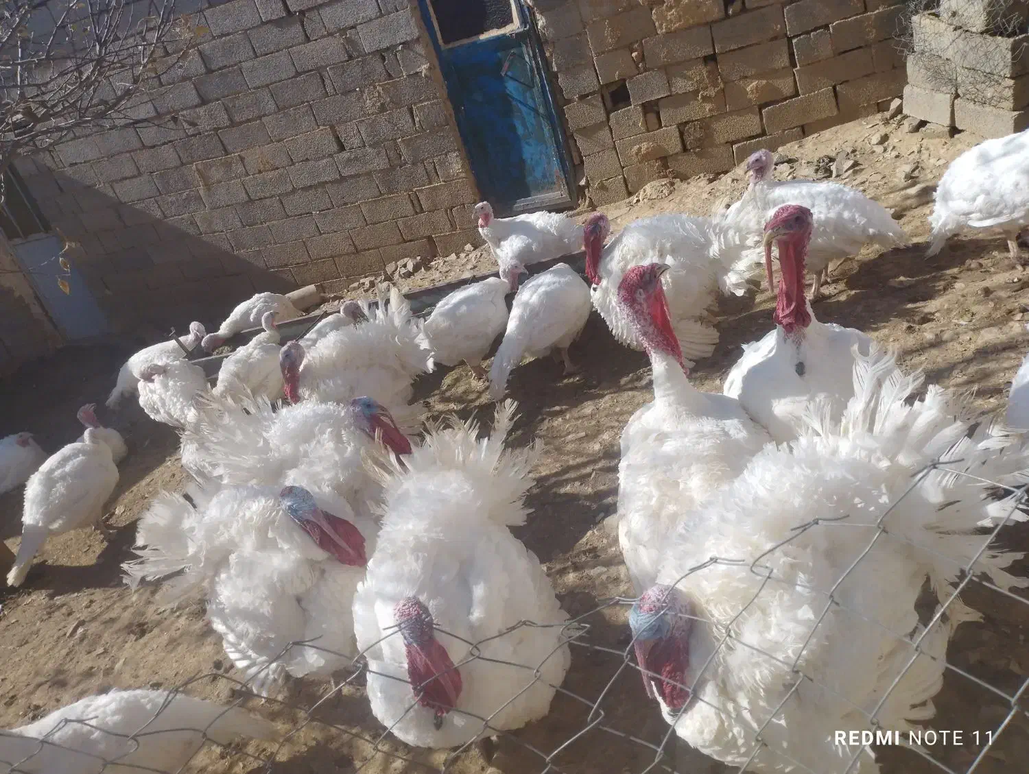 بوقلمون گوشتی با روش سنتی|حیوانات مزرعه|امام, |دیوار