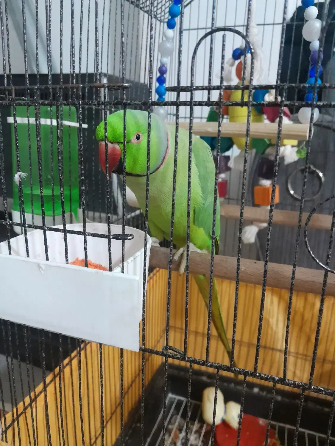 طوطی ملنگو|پرنده|قرچک, میرزائی شمالی|دیوار