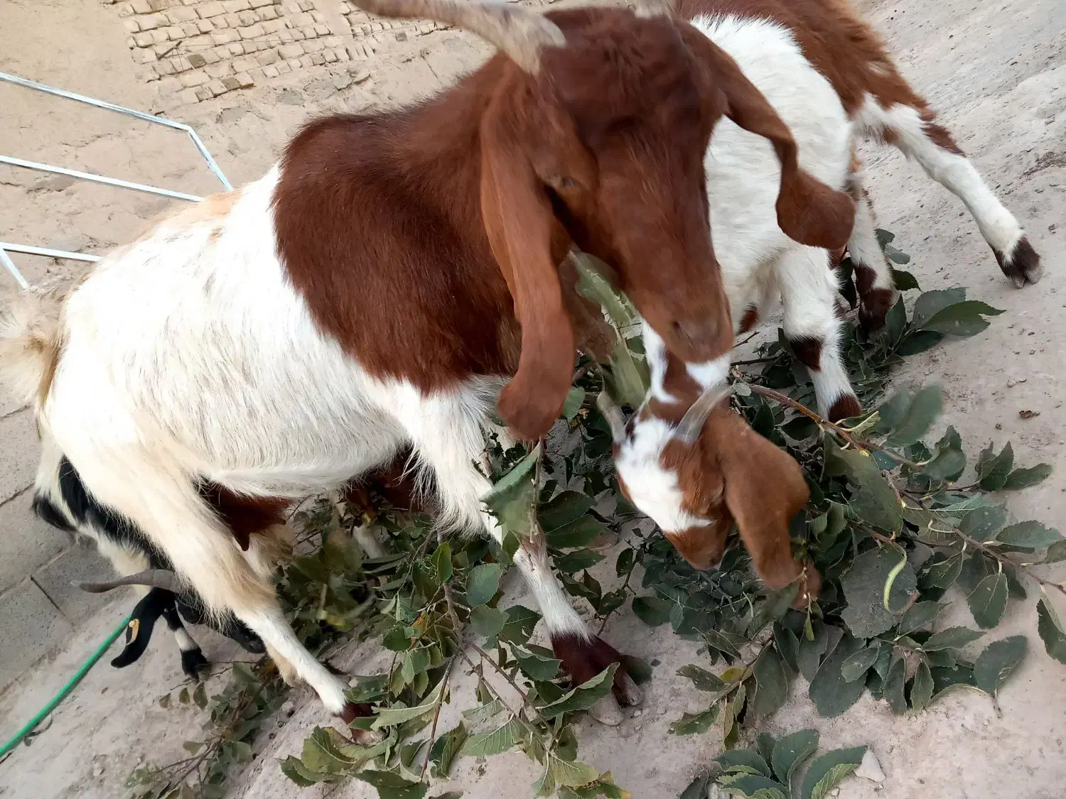 میش و بره بز و بزغاله|حیوانات مزرعه|قره چای, |دیوار