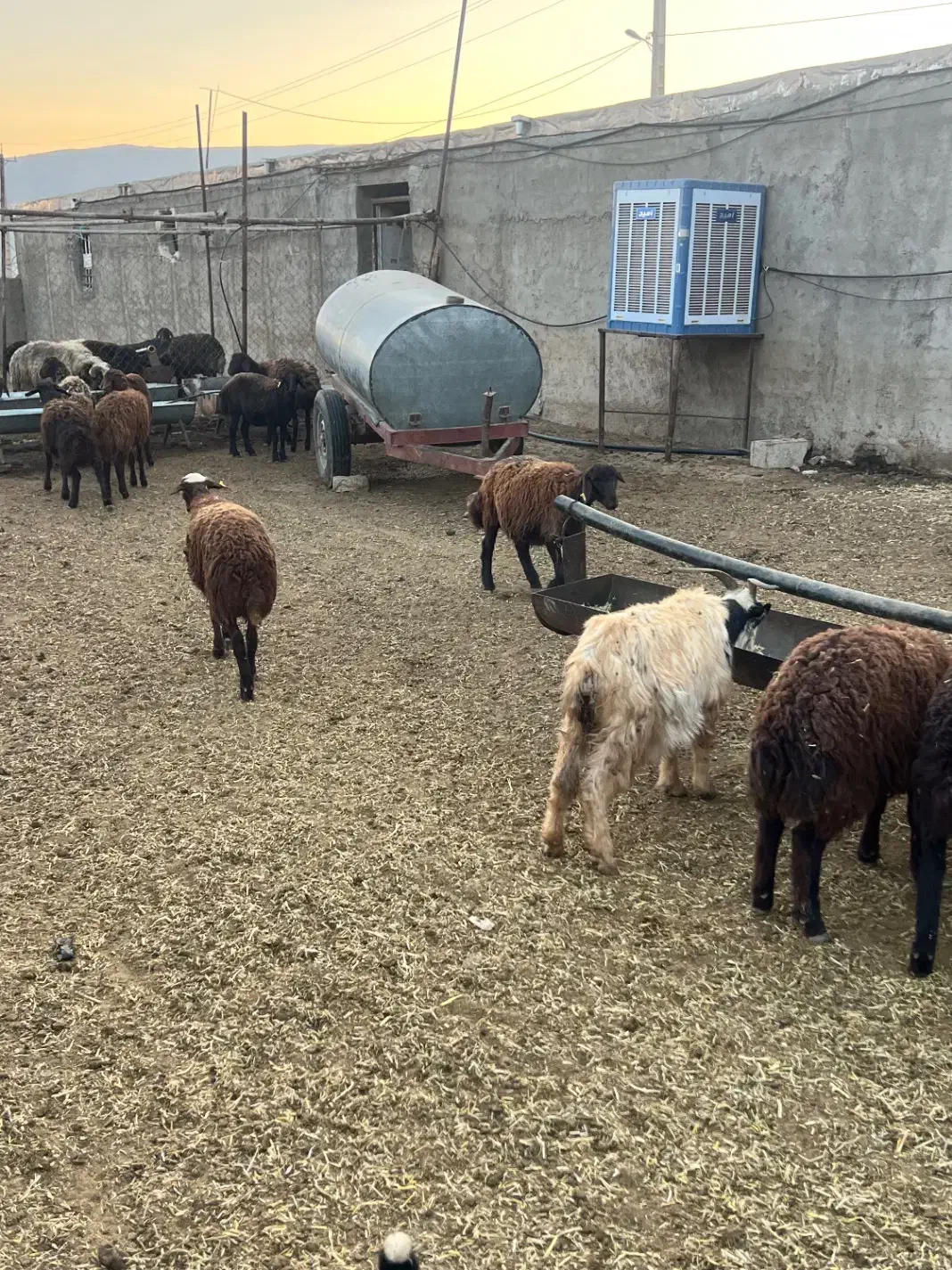 حیوانات مزرعه|حیوانات مزرعه|حسن آباد, |دیوار