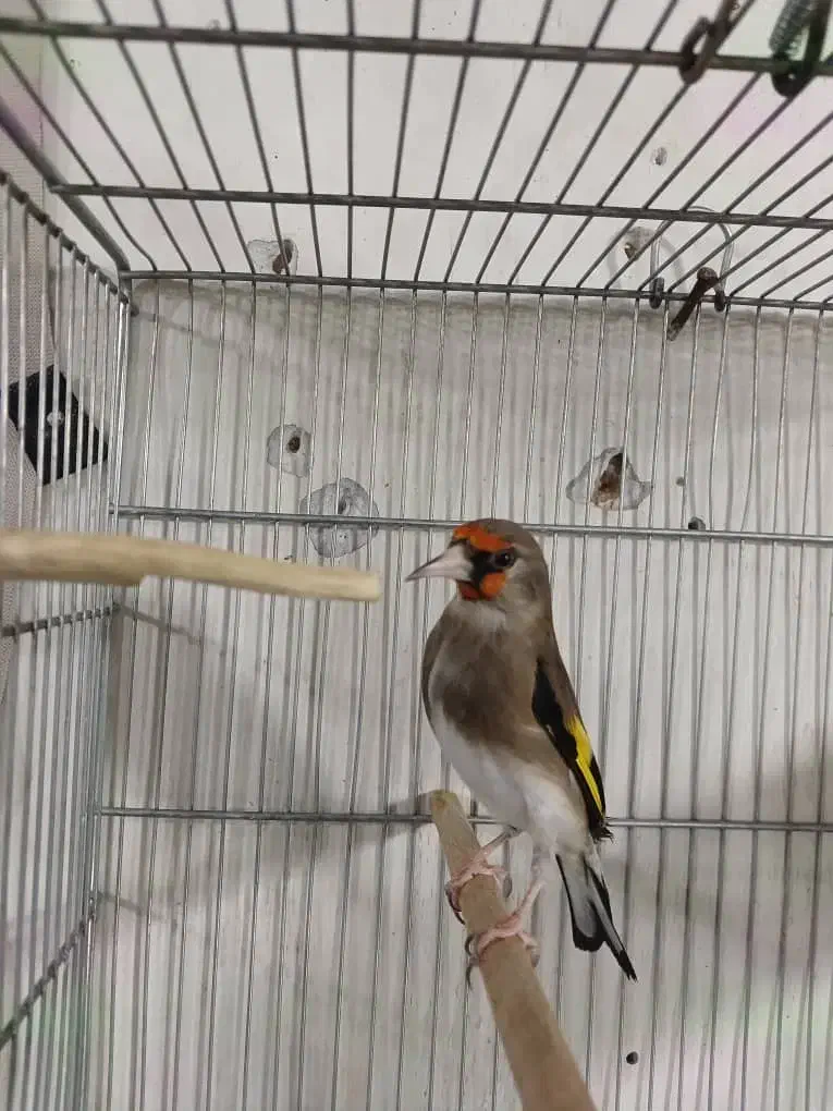 سهره دورگ قد قواره دار شیرازی|پرنده|ری, صفاییه (چشمه علی)|دیوار