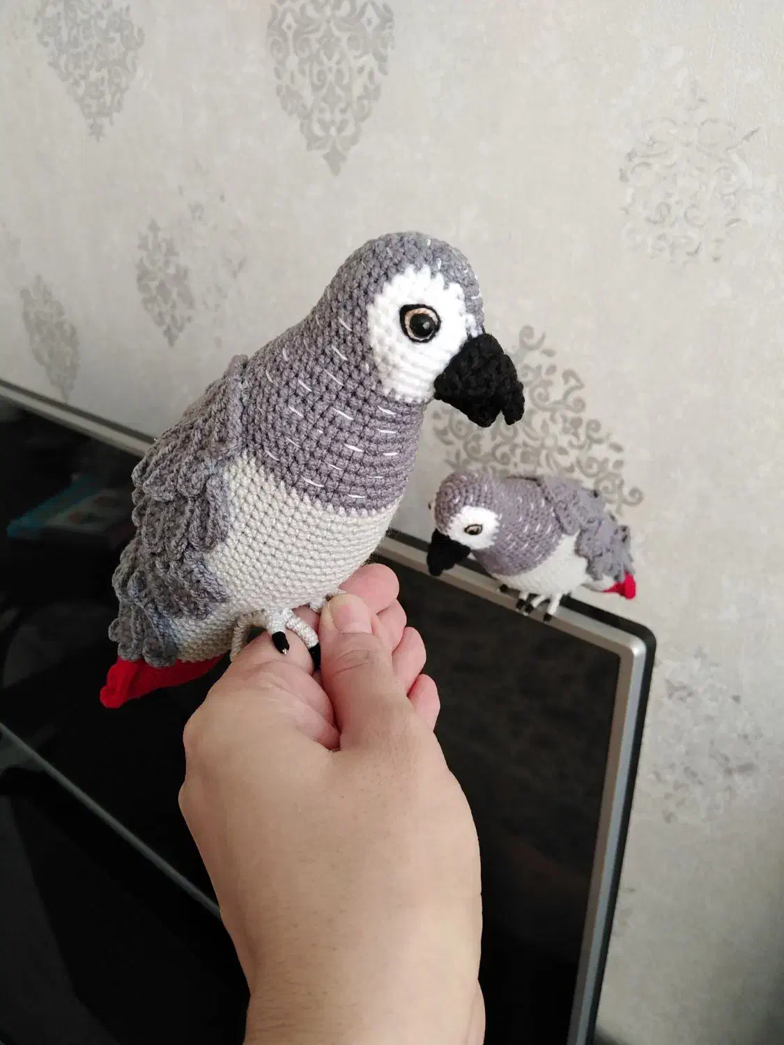 طوطی کوتوله بافتنی|کلکسیون و سرگرمی|نیشابور, هفده شهریور|دیوار