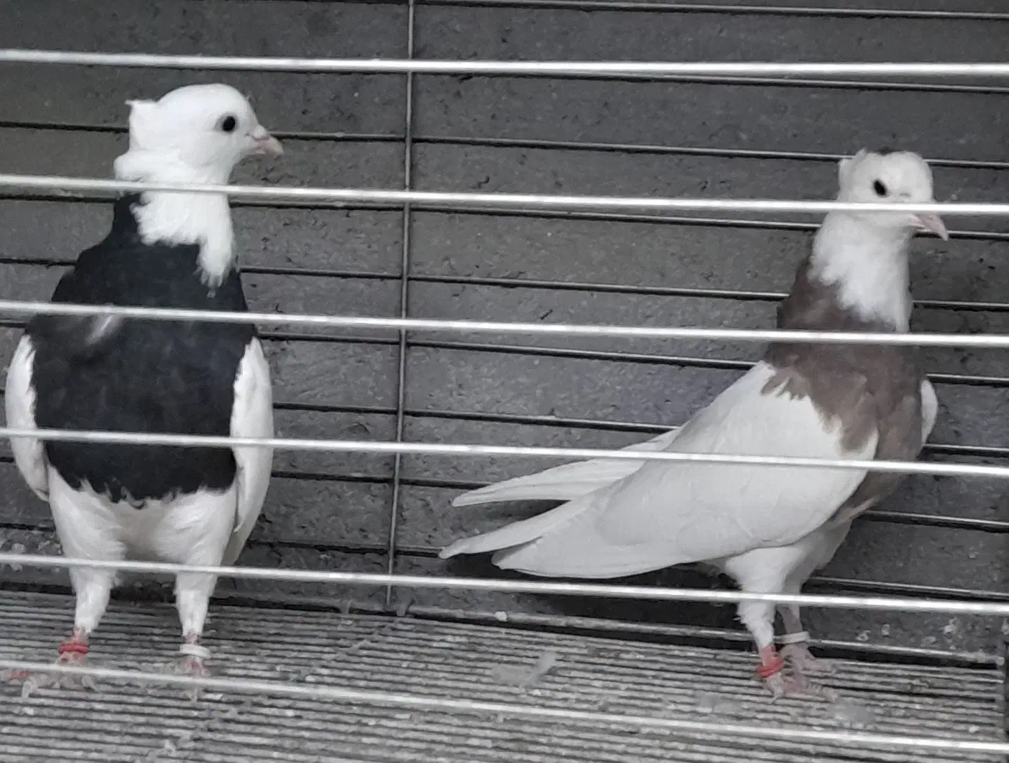 طوقی|پرنده|مبارکه, |دیوار