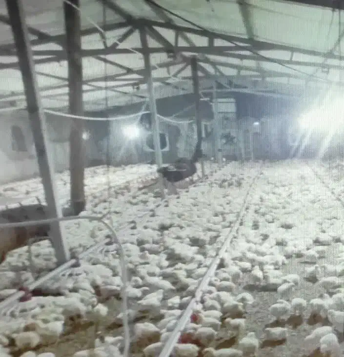 فروش انواع مرغداری|فروش دفتر صنعتی، کشاورزی، تجاری|سبزوار, شهدا|دیوار