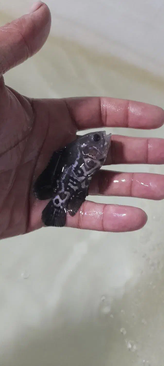 ماهی اسکارتایگر،پرت پلار|ماهی|کاشمر, |دیوار