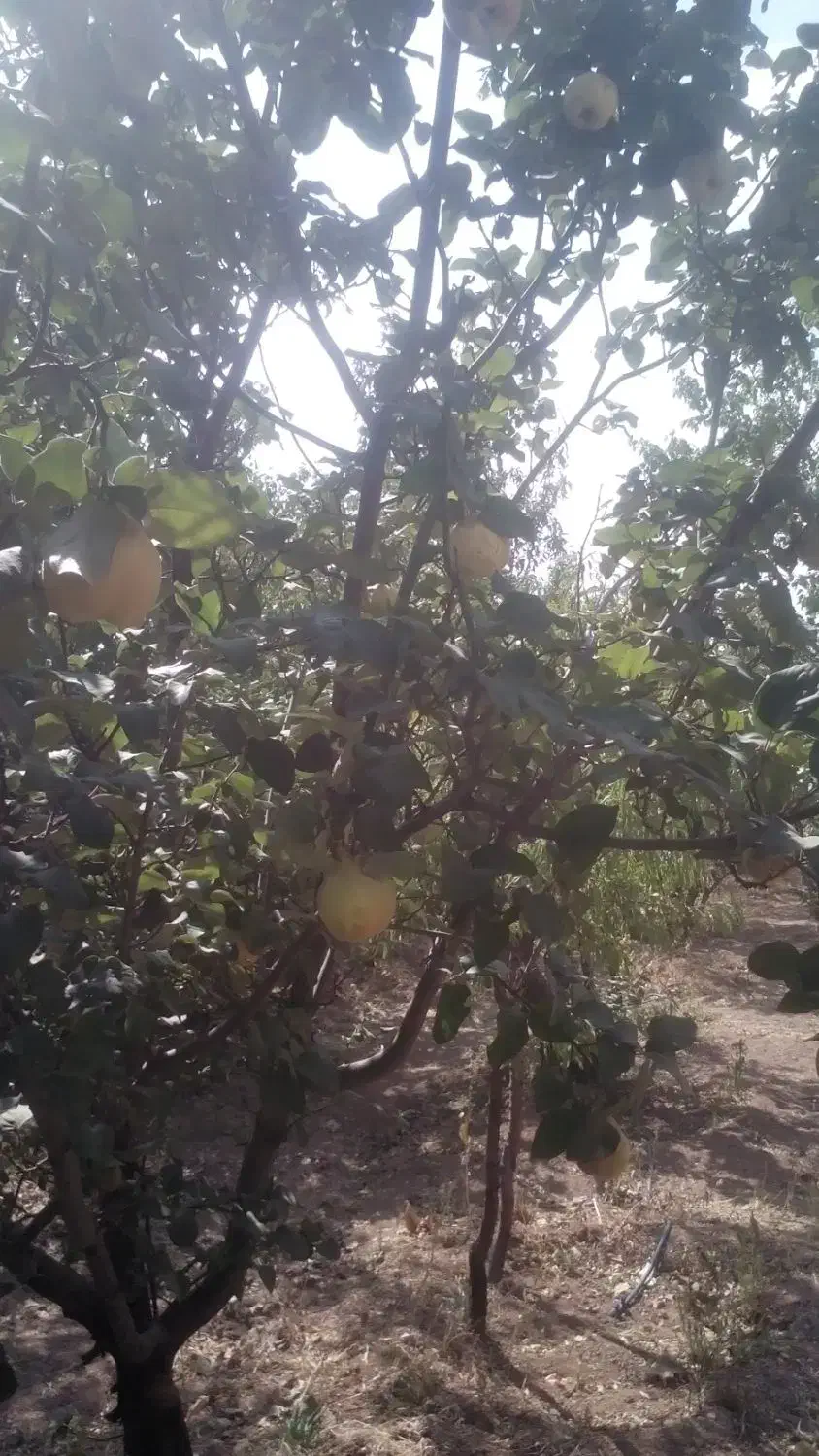 فروش باغ|فروش زمین و ملک کلنگی|سامان, |دیوار