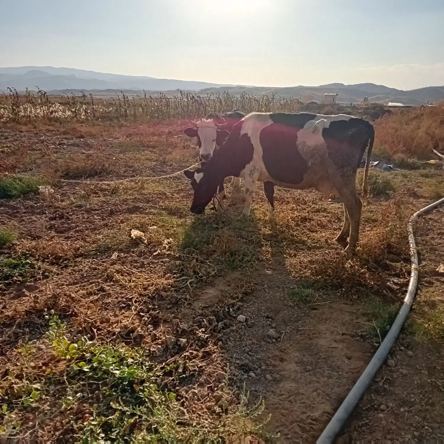 دو‌عددگاو‌یکی‌نر‌ویکی‌ماده‌شیری|حیوانات مزرعه|انگوران, |دیوار