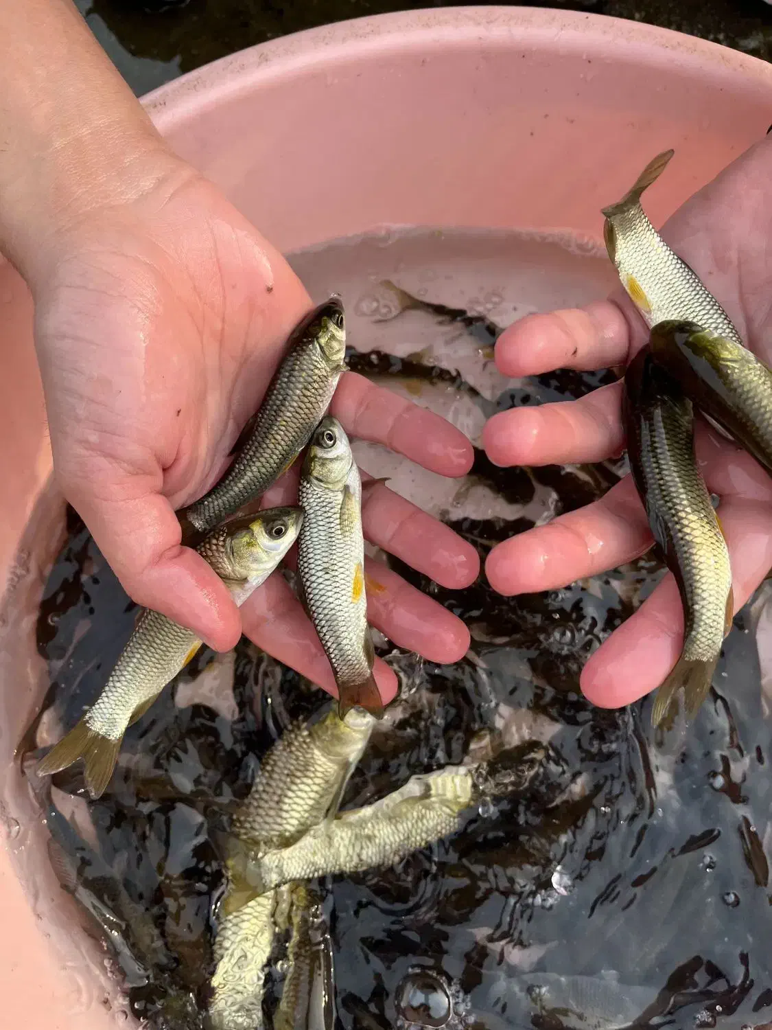 فروش بچه ماهی پرورشی کپور و امور|ماهی|سنندج, |دیوار