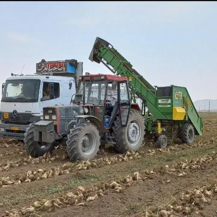 چقندرقند|لوازم جانبی حیوانات|فامنین, |دیوار