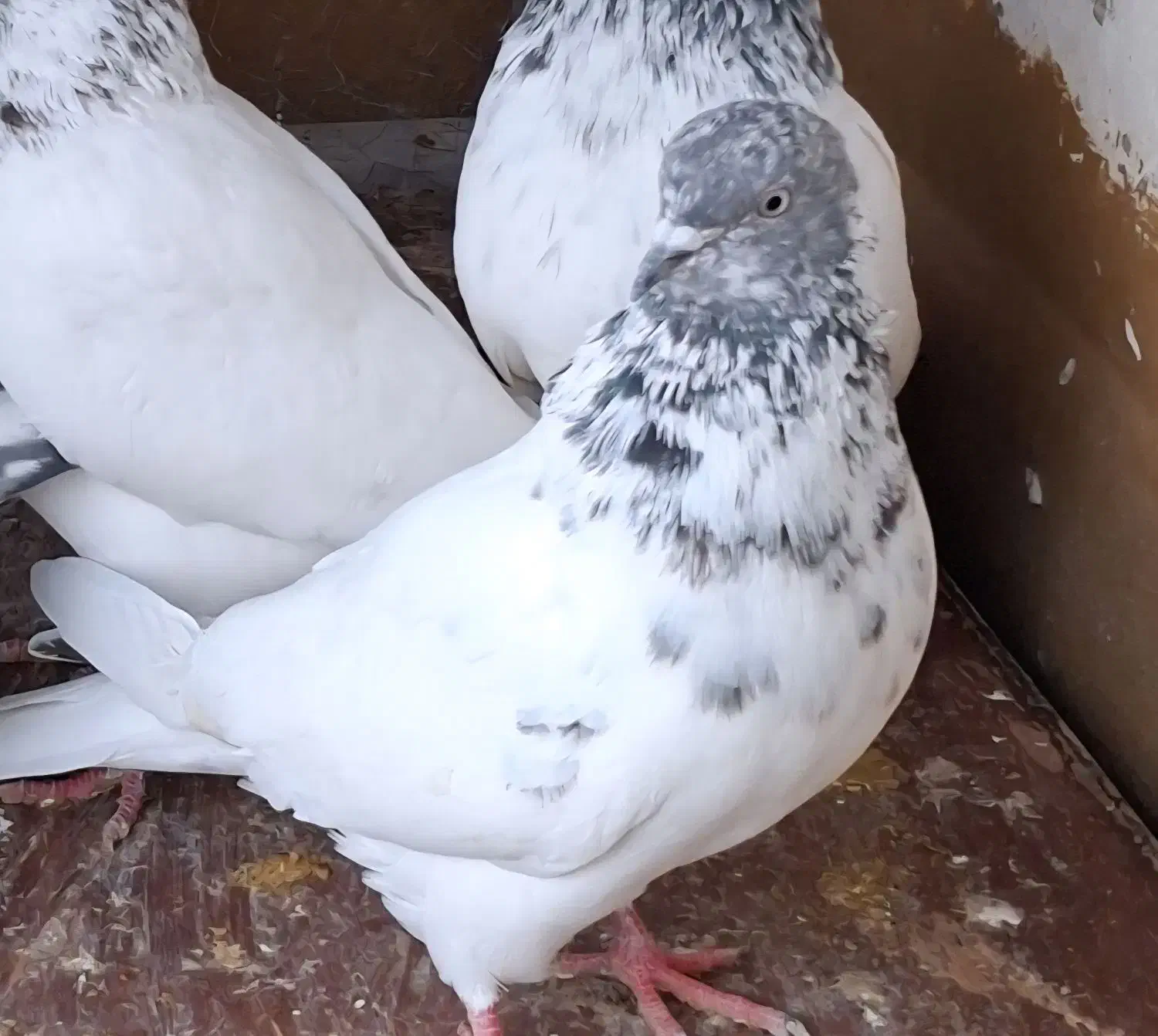 کبوتر گمشده|حیوانات|ایذه, |دیوار