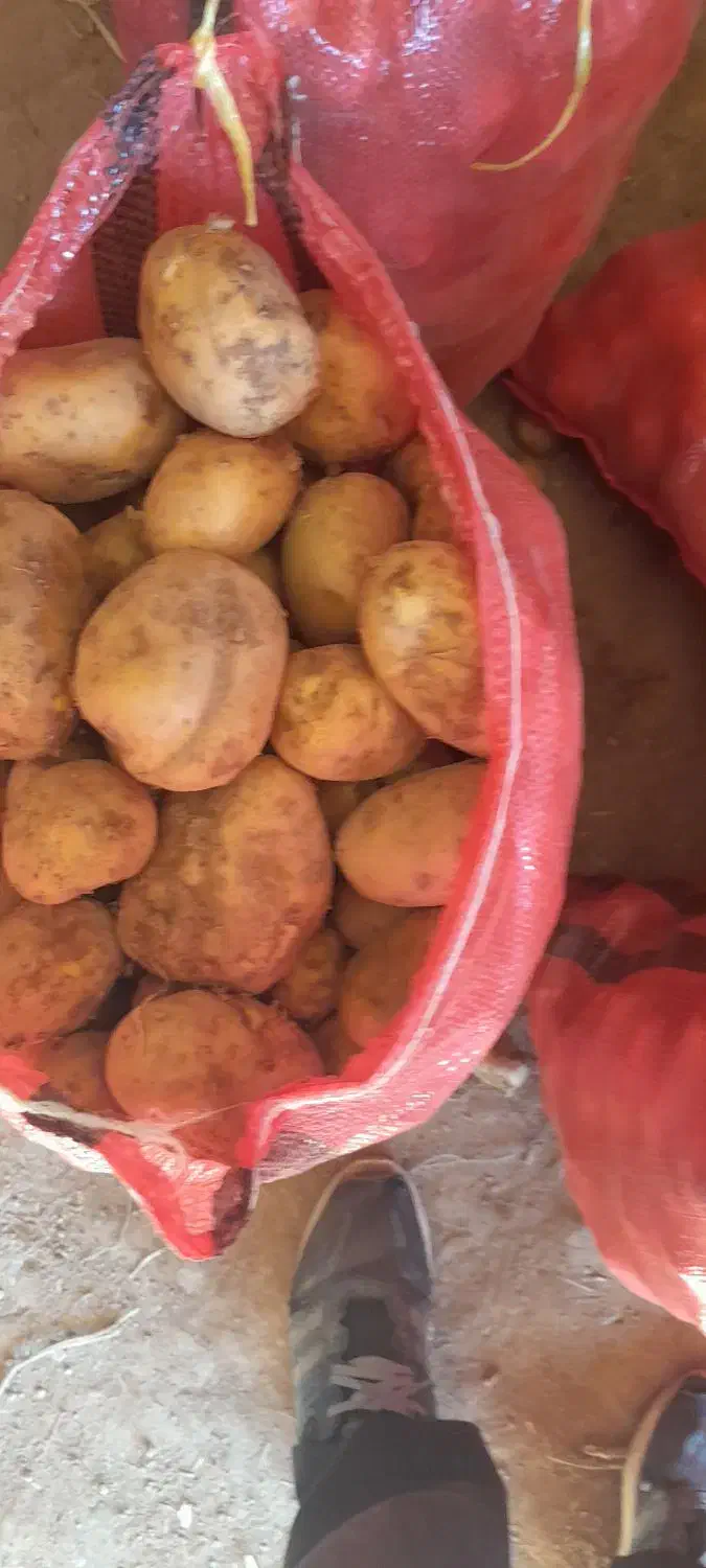 سلام سیب.زمینی جلی یک.نیسان|عمدهفروشی|سجاس رود, |دیوار