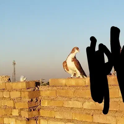 دو عدد رنگی نر|پرنده|اهواز, کوی طالقانی|دیوار