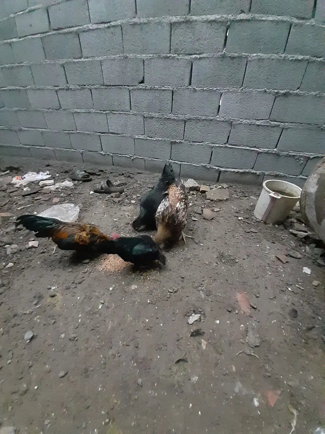 مرغ و خروس و جوجه|حیوانات مزرعه|گرگان, |دیوار