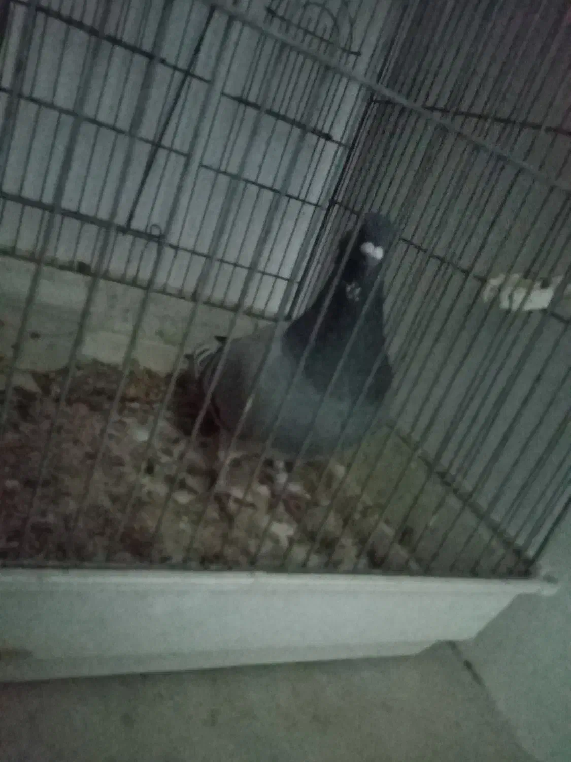 ماده|پرنده|اردبیل, |دیوار