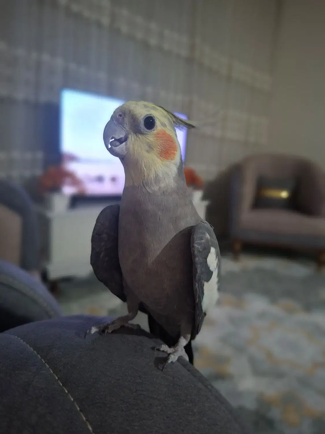 عروس هلندی|پرنده|دلیجان, |دیوار