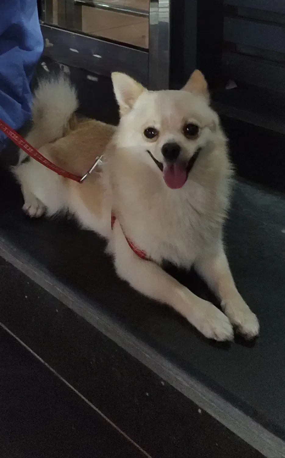 واگذاری دو قلاده سگ پاکوتاه خانگی|سگ|سبزوار, علمدار|دیوار