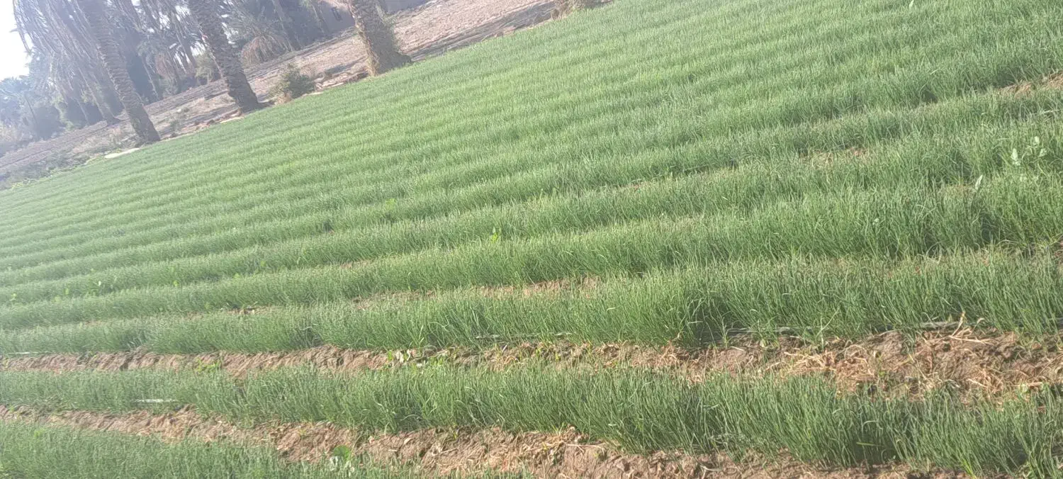 نهال پیاز مینروا|گل و گیاه طبیعی|جیرفت, |دیوار