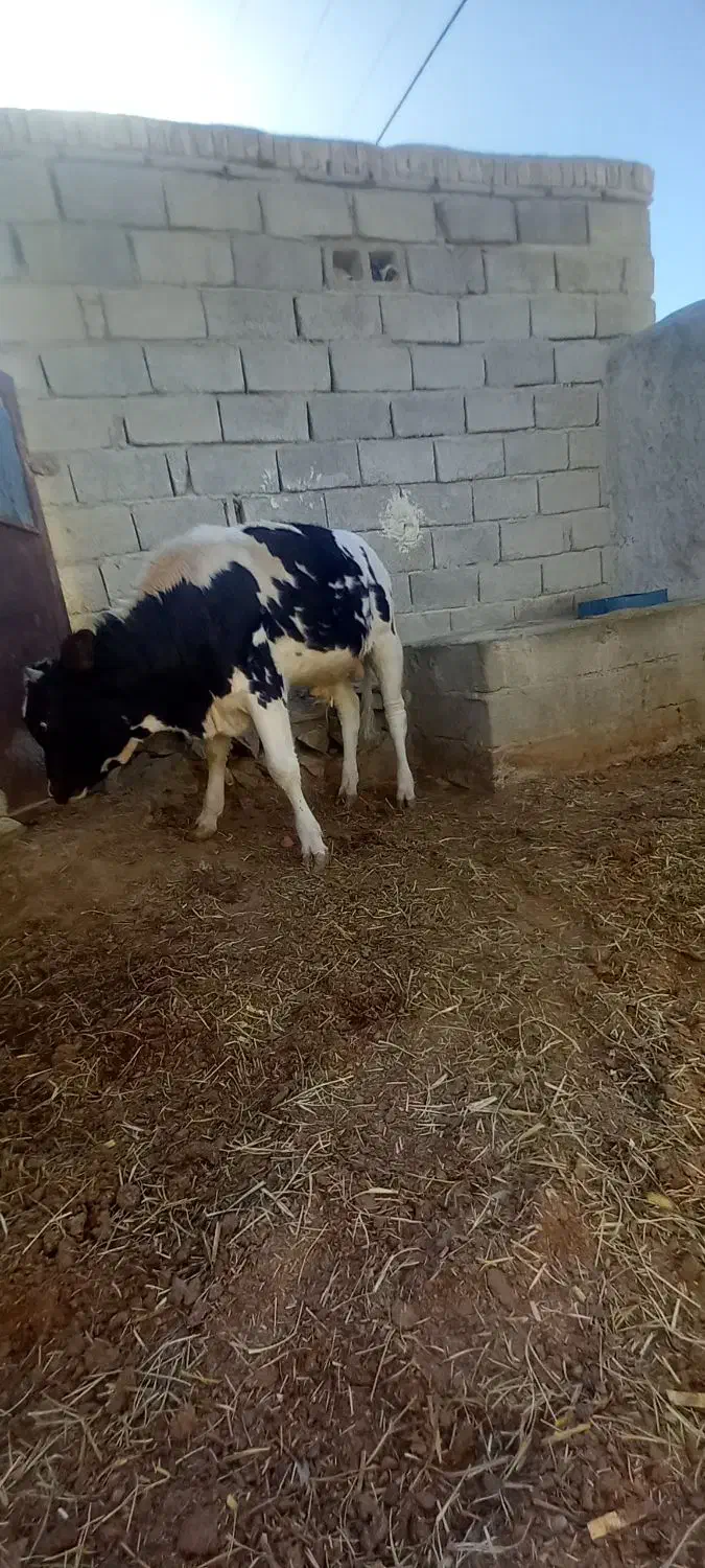 گاو آمریکایی فروشی|حیوانات مزرعه|هیدوچ, |دیوار