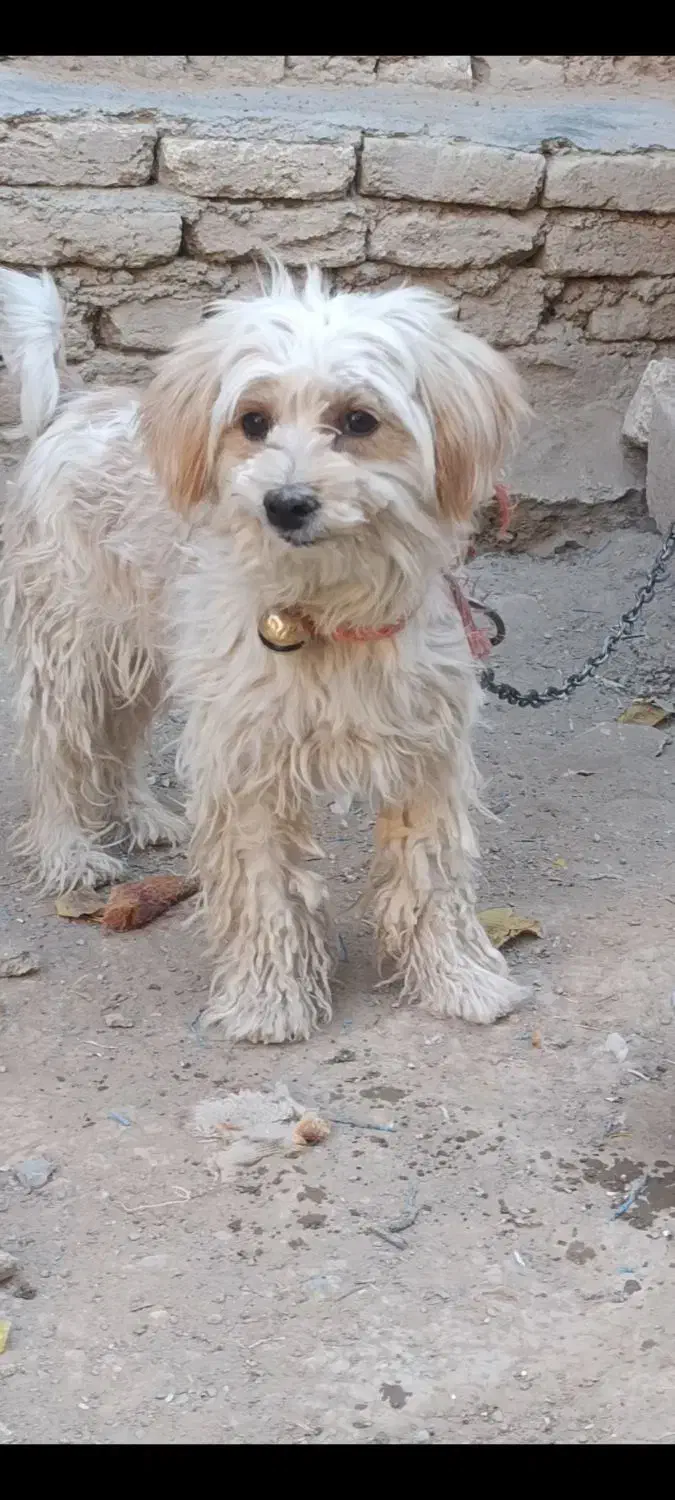 فروش یک عدد سگ پاپی|سگ|شهرکرد, |دیوار