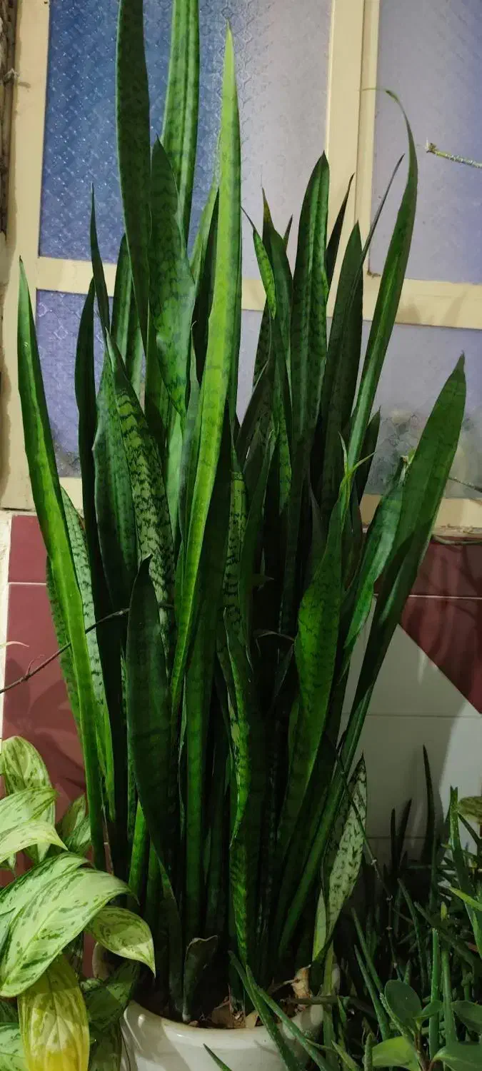 فروش گل طبیعی و زیبای سانسوریا|گل و گیاه طبیعی|ایذه, |دیوار