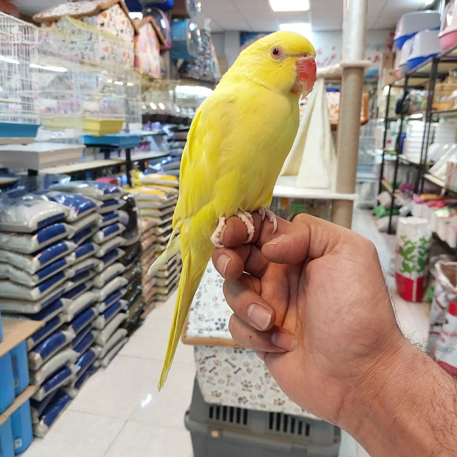 ملنگو زرد|پرنده|کرج, فاز ۳ گوهردشت|دیوار