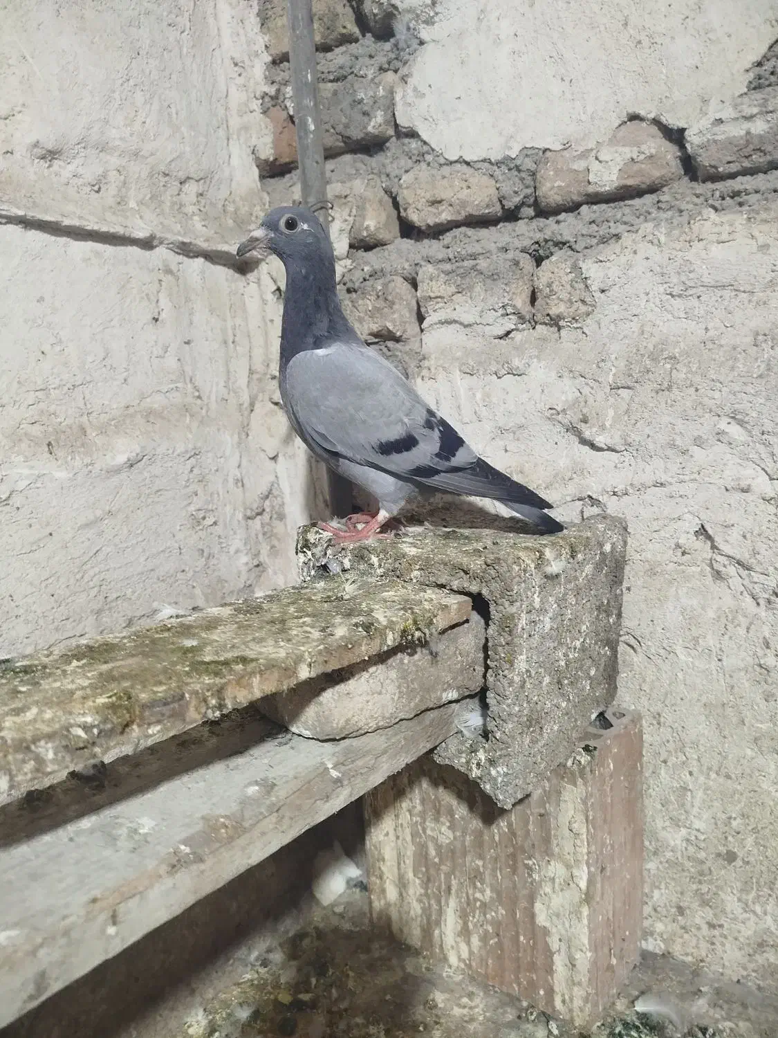 جوجه مصافتی|پرنده|فاضل آباد, |دیوار