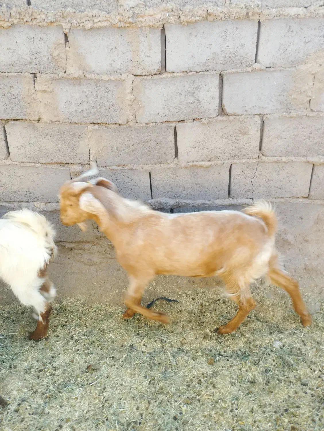 دوعدد بزغاله نر و یک عدد بره|حیوانات مزرعه|طبس, |دیوار