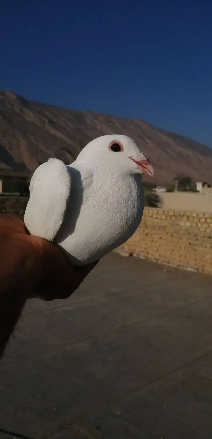 کبوتر پلاکی ماده|پرنده|کازرون, |دیوار