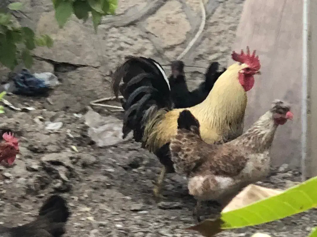 مرغ و خروس محلی|حیوانات مزرعه|گلمکان, |دیوار