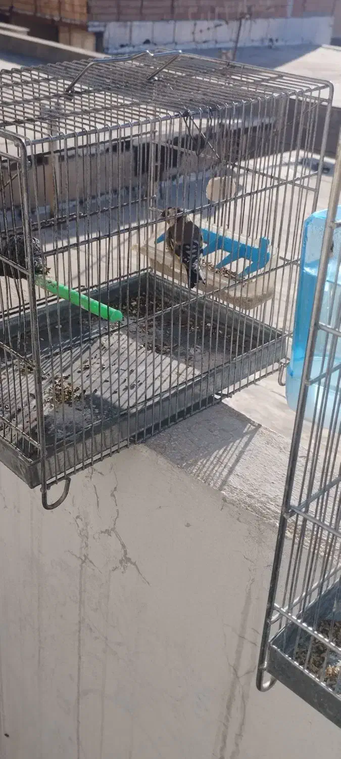 جوجه سهره|پرنده|ایلام, |دیوار