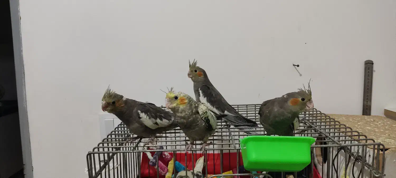 ۶ عدد عروس هلندی|پرنده|تنکابن, |دیوار